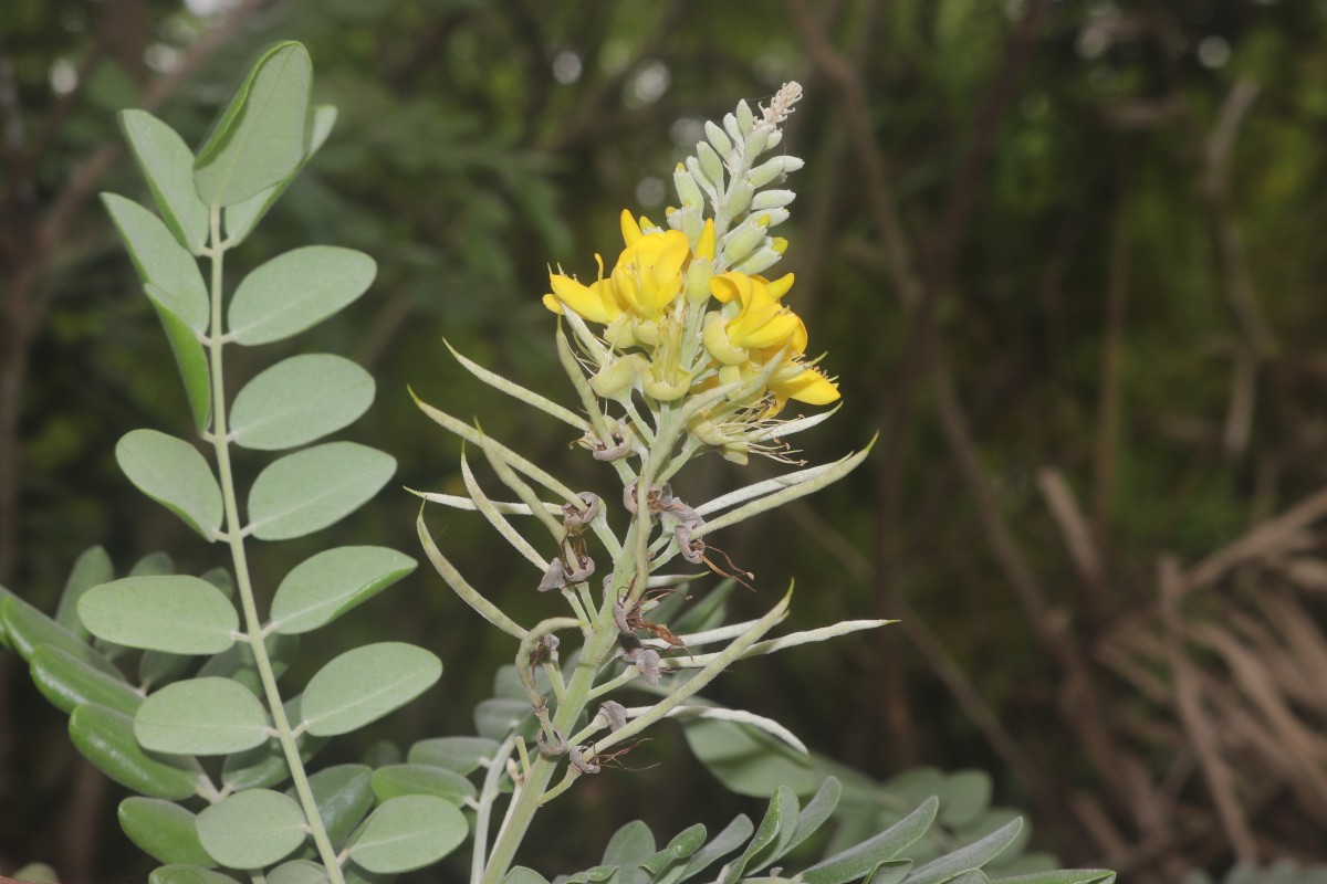 Sophora tomentosa L.